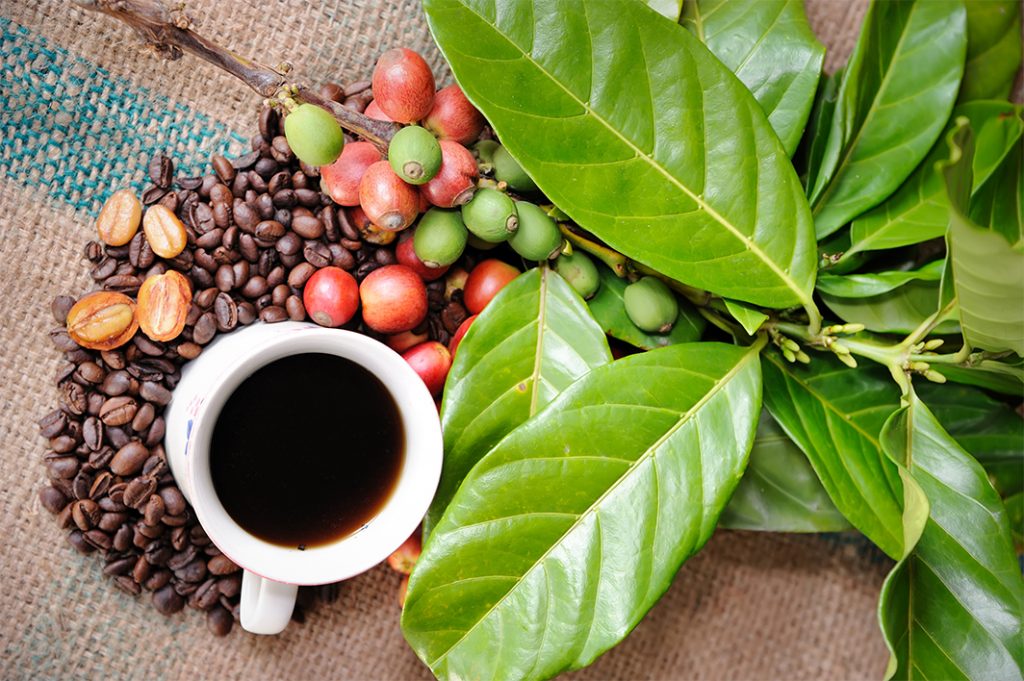 cafea