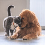 purina